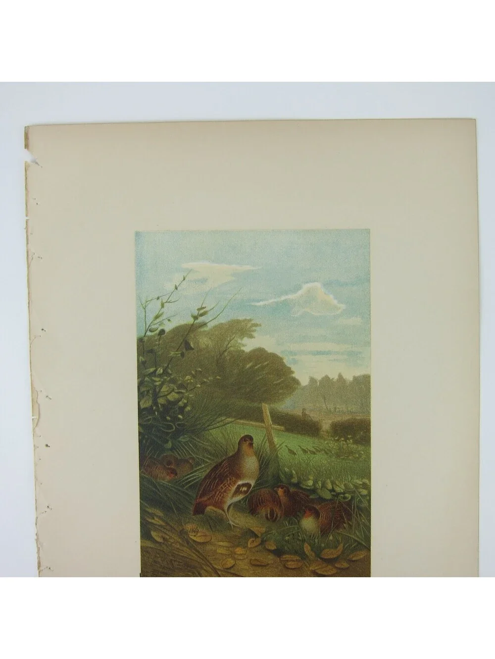 Antique 1898 Victorian Art Bird Print Lithograph Partridge Quail Louis Prang